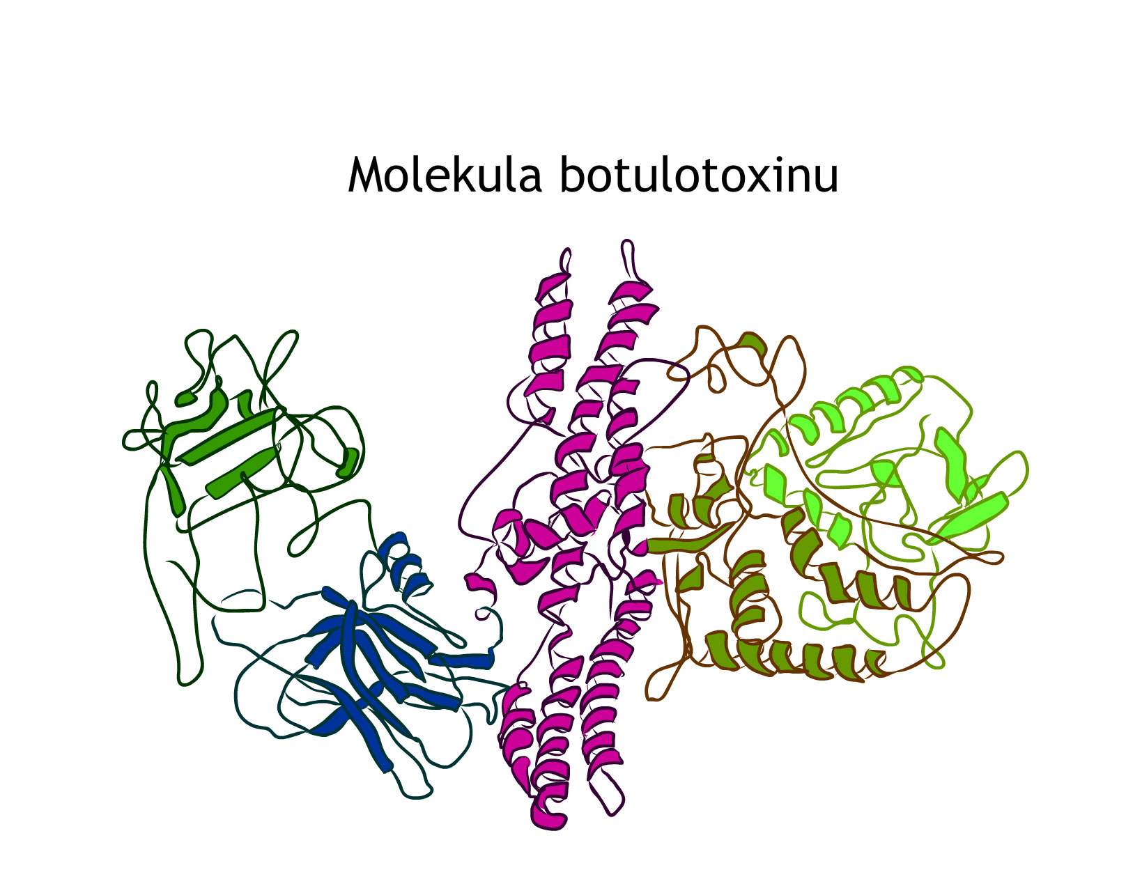molekula botulotoxinu