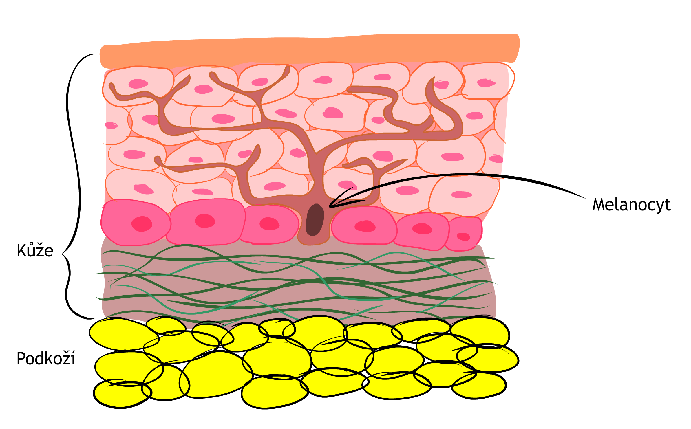 řez kůží - melanocyt